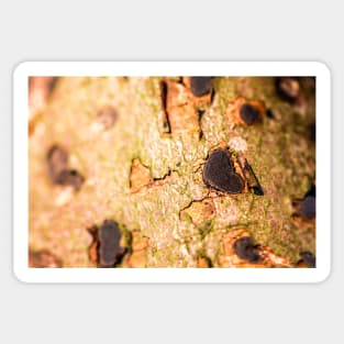 Wooden Heart on a Tree Trunk Sticker